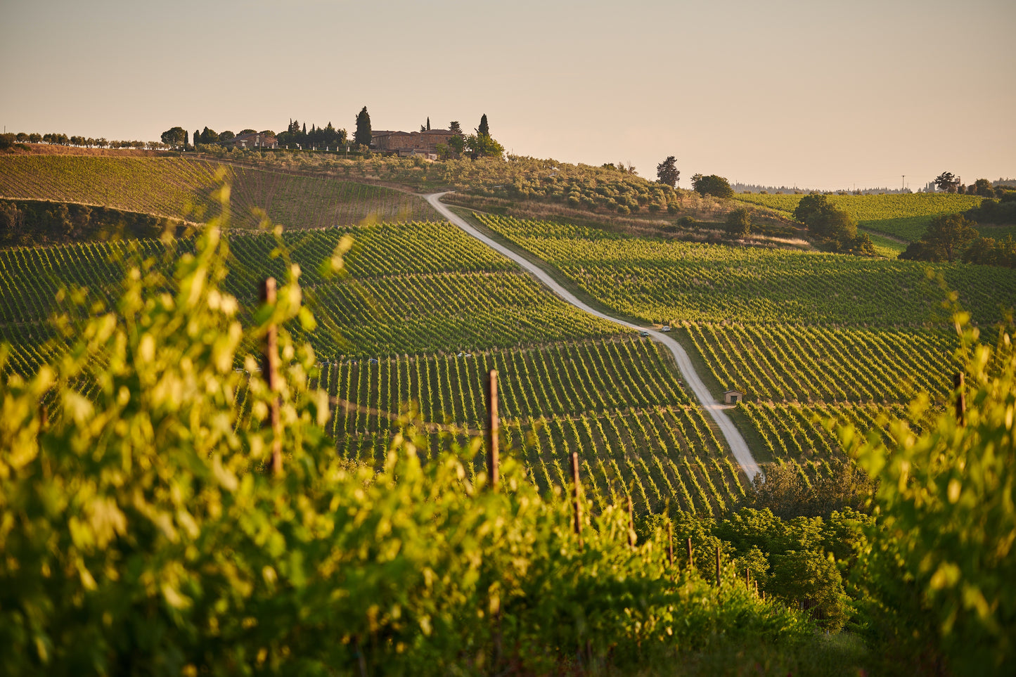 Chianti Vineyards escape from Florence with two wine tastings